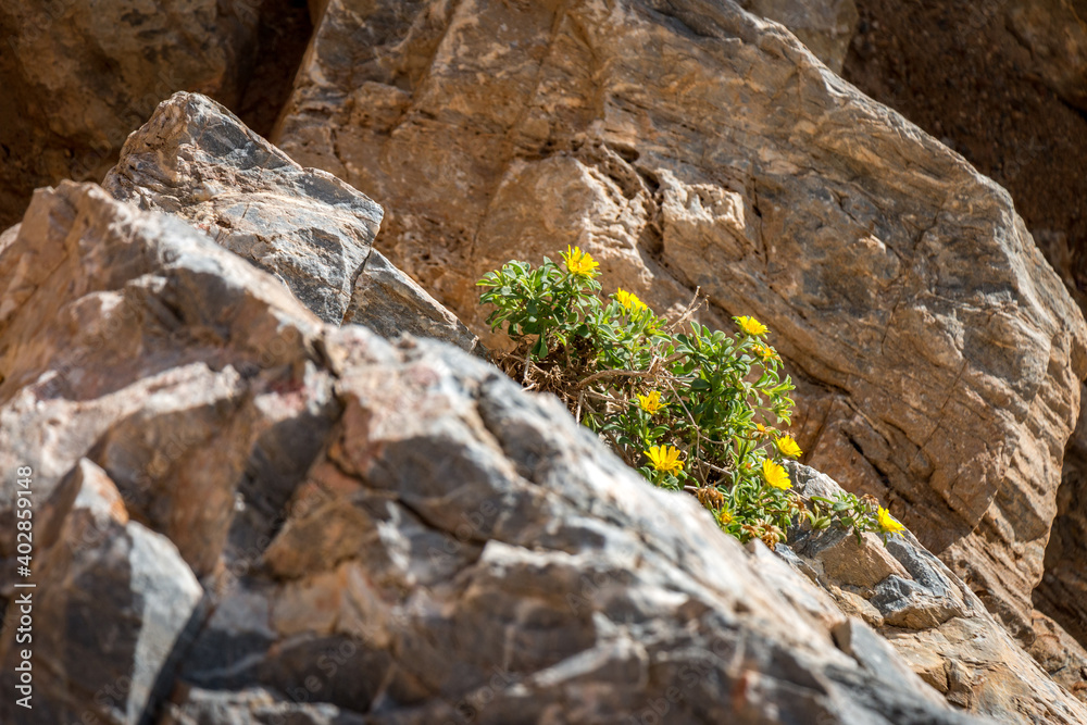 flower on rocks flower on rocks