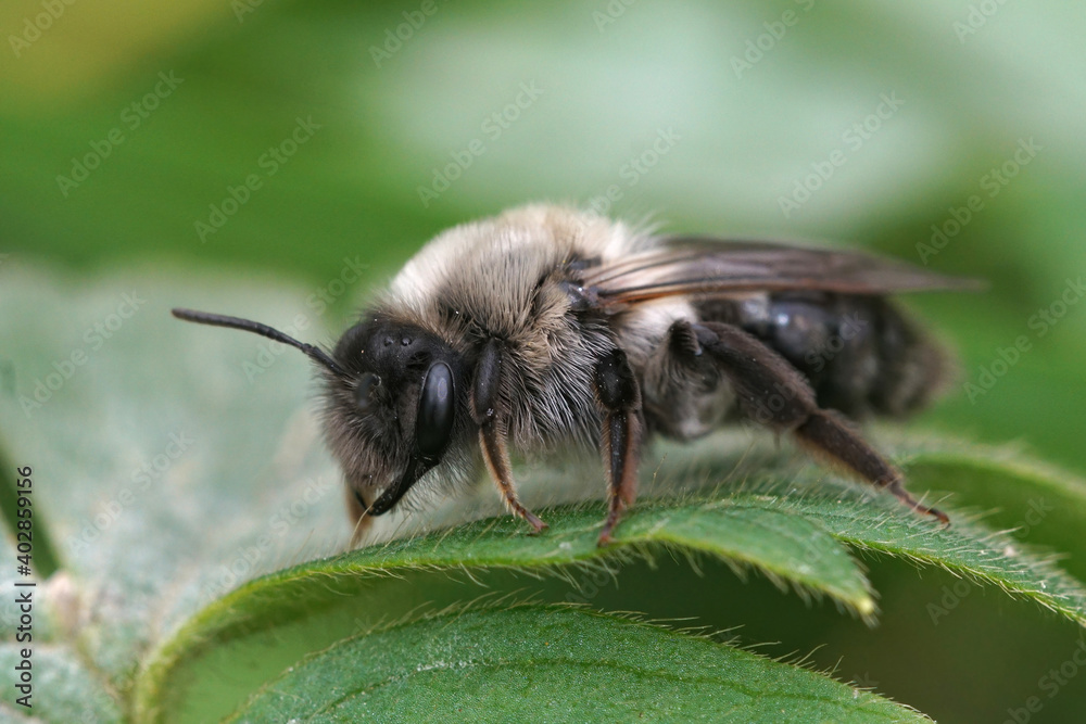 The grey mining bee (Andrena vaga) is one of the more common springtime species The grey mining bee (Andrena vaga) is one of the more common springtime species