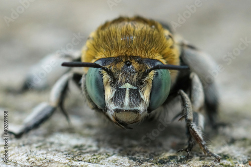 A frontal close up of a female digger bee ( Amegilla albigena ) from Rousson, Gard. photo