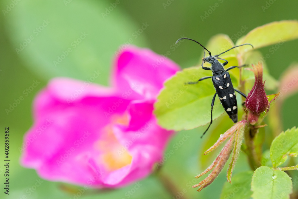 Fototapeta premium Marco image of an insect