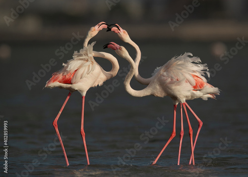 Greater Flamingos territory dispute while feeding at Eker creek, Bahrain © Dr Ajay Kumar Singh