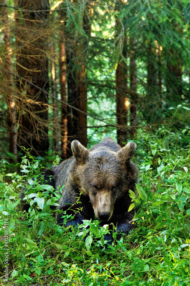 Bear into the forest looking for food Bear into the forest looking for food