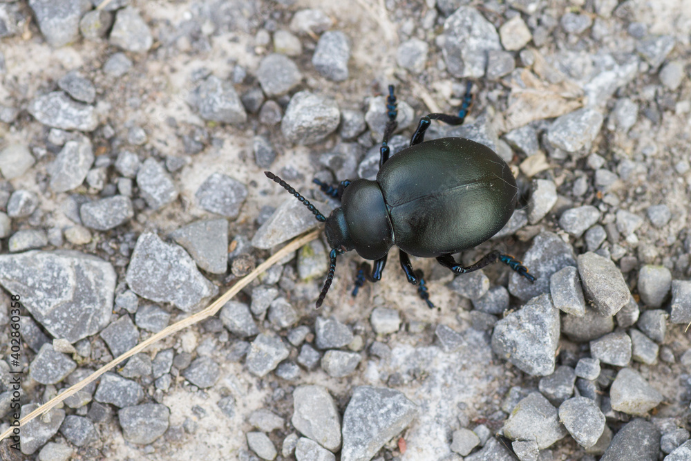 Marco image of an insect Marco image of an insect