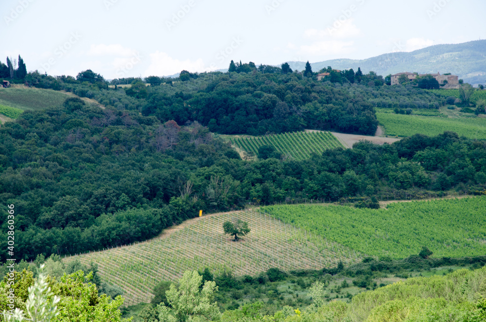 Impressive spring landscape, view with agriculture fields and trees ,Tuscany,Italy