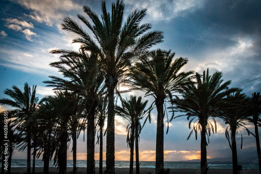 palm trees at sunset, spain