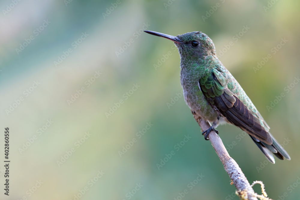 Naklejka premium Scaly-breasted Hummingbird, Phaeochroa cuvierii