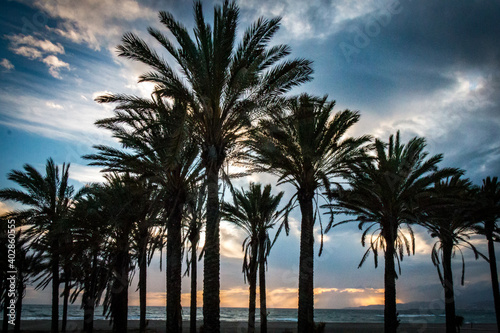 palm trees at sunset, spain