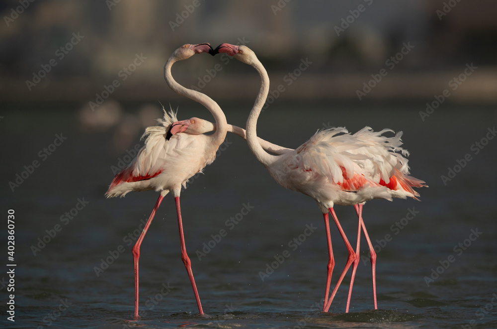 Obraz premium Greater Flamingos territory fight while feeding at Eker creek, Bahrain