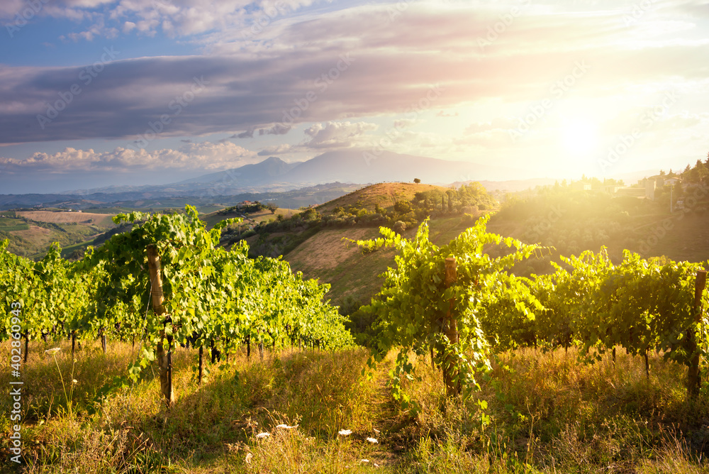 Naklejka premium Panoramic view to vineyard on hills, winery and wine making