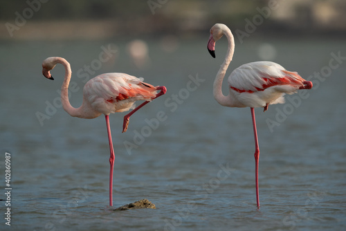 A pair of Greater Flamingos preening and resting at Eker creek in the morning, Bahrain