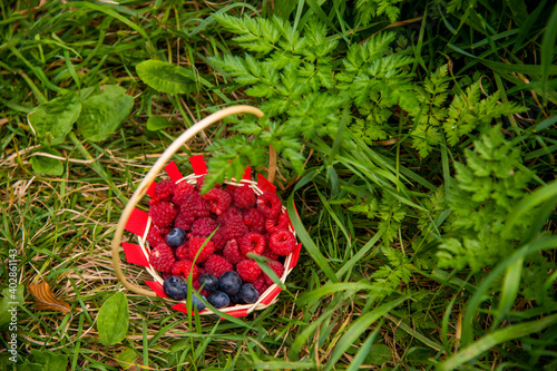 Beries in a basket beautiful sunny day photo