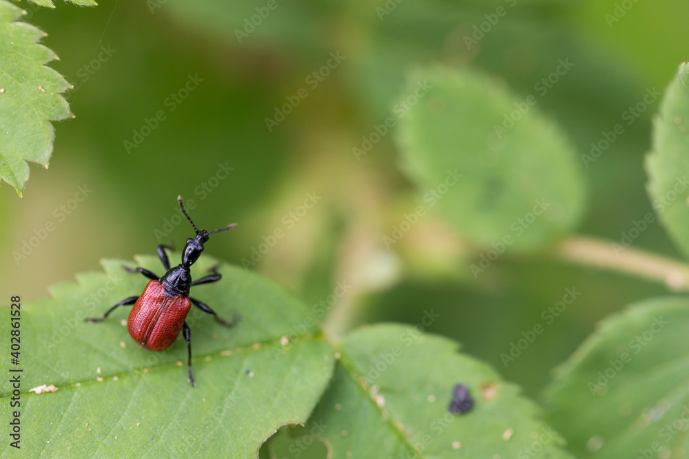 Marco image of an insect Marco image of an insect