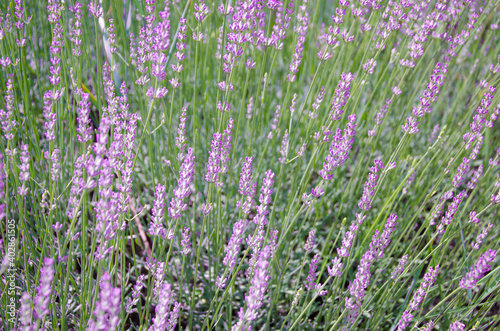 Close up of lavender flowers on lavender farm