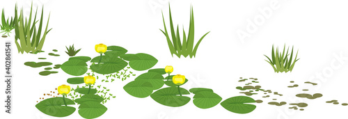 Tableau sur toile Yellow water-lily plants with green leaves and yellow flowers isolated on white