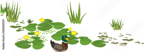 Cartoon male mallard (Anas platyrhynchos) in bright nuptial plumage and yellow water-lily plants with green leaves and yellow flowers isolated on white background