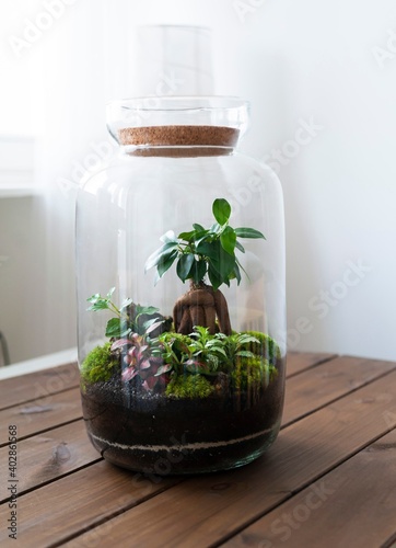 Obraz na płótnie Small decoration plants in a glass bottle, garden terrarium bottle, forest in a jar. Terrarium jar with piece of forest with self ecosystem. Save the earth concept. Bonsai, set of terrariums, jars w salonie