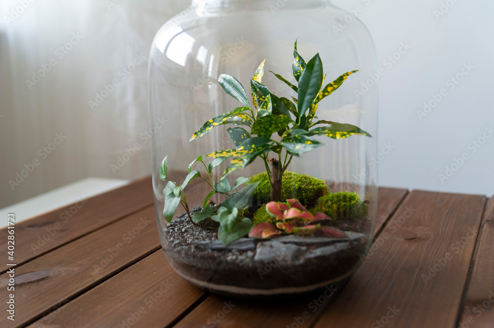 Small decoration plants in a glass bottle, garden terrarium bottle, forest in a jar. Terrarium jar with piece of forest with self ecosystem. Save the earth concept. Bonsai, set of terrariums, jars