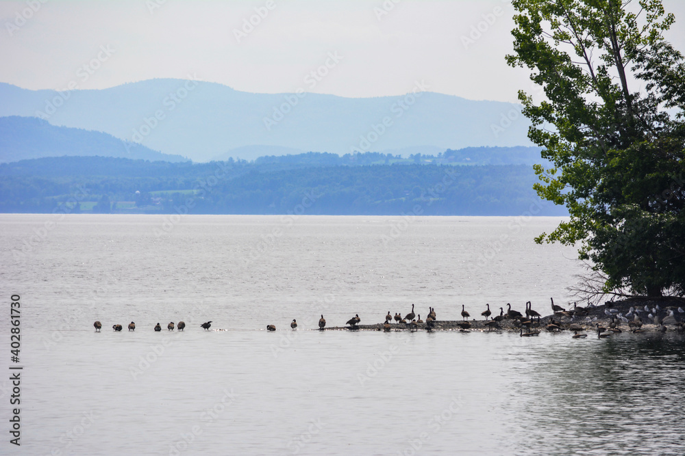 Naklejka premium Group of bustards resting in a bay in the heart of Lake Champlain