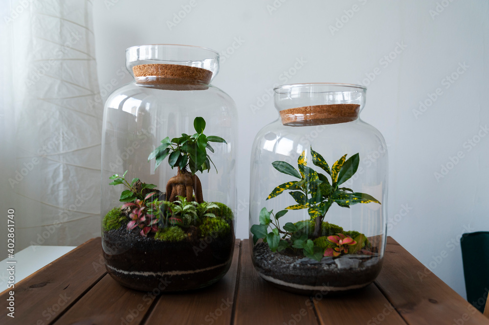 Small decoration plants in a glass bottle, garden terrarium bottle, forest in a jar. Terrarium jar with piece of forest with self ecosystem. Save the earth concept. Bonsai, set of terrariums, jars