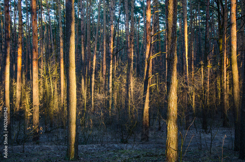 Fototapeta Naklejka Na Ścianę i Meble -  Spruce forest and sunlight in the evening