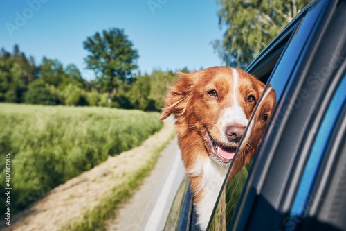 Fototapeta Naklejka Na Ścianę i Meble -  Dog travel by car during sunny summer day. Nova Scotia Duck Tolling Retrieverlooking at camera and enjoying road trip. 
