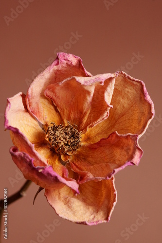 Beautiful background with orange wither rose	