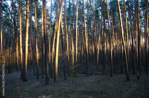 Spruce forest and sunlight in the evening