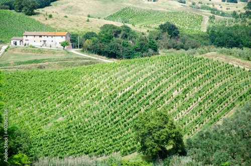 Amazing springtime colorful landscape, Tuscany. Green fields and vineyards with olive trees in Tuscany, Italy