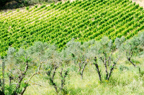Olive trees and grape field in Italy, Tuscany. Agriculture