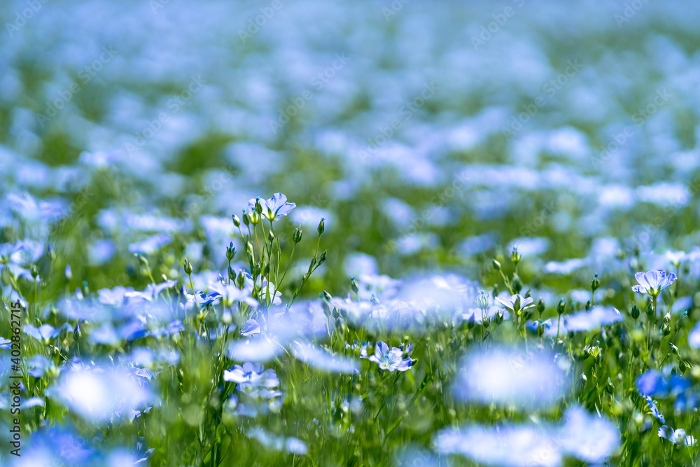 Bright delicate blue flower of ornamental flower of flax and its shoot against complex background. Flowers of decorative flax. Agricultural field of flax technical culture in stage of active flowering Bright delicate blue flower of ornamental flower of flax and its shoot against complex background. Flowers of decorative flax. Agricultural field of flax technical culture in stage of active flowering