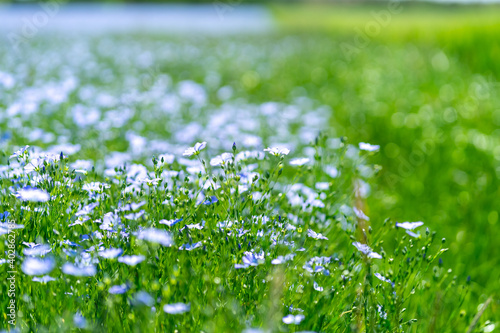 Fototapeta Naklejka Na Ścianę i Meble -  Blue flowers of flax in a field against green background, in summer, close up, shallow depth of field