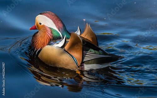 mandarin duck in the water with colorful feathers. 