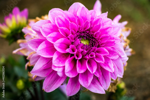 pink dahlia flower