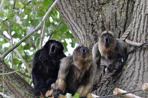 Three howler Monkeys