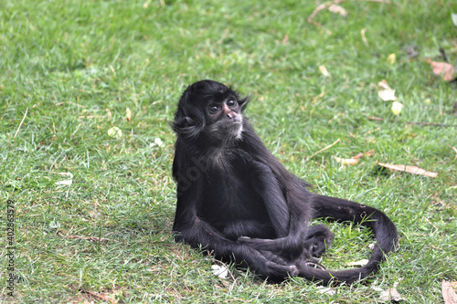 Young Spider Monkey