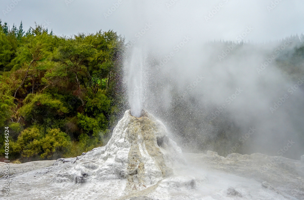 Obraz premium New Zealand, The Lady Knox Geyser in the Waiotapu area of the Taupo Volcanic Zone 