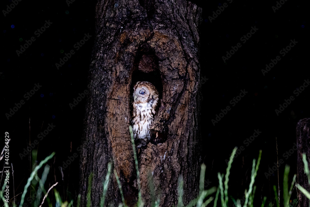 Tawny Owl (Strix aluco) photographed at night