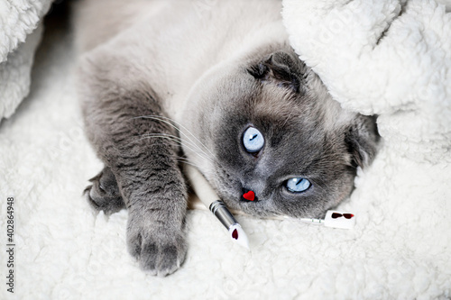 Happy Valentine Day card. Cute scottishfold cat with red heart. cat in love on a white soft background