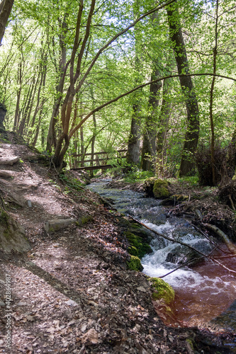 Wanderweg im Wald