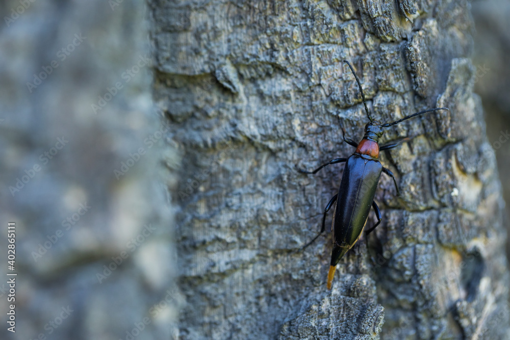 Marco image of an insect Marco image of an insect