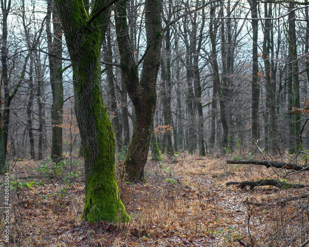 Fototapeta premium Autumn between the moss covered trees in the forest.