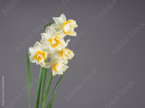 Close-up narcissus flower grey background © daphnusia