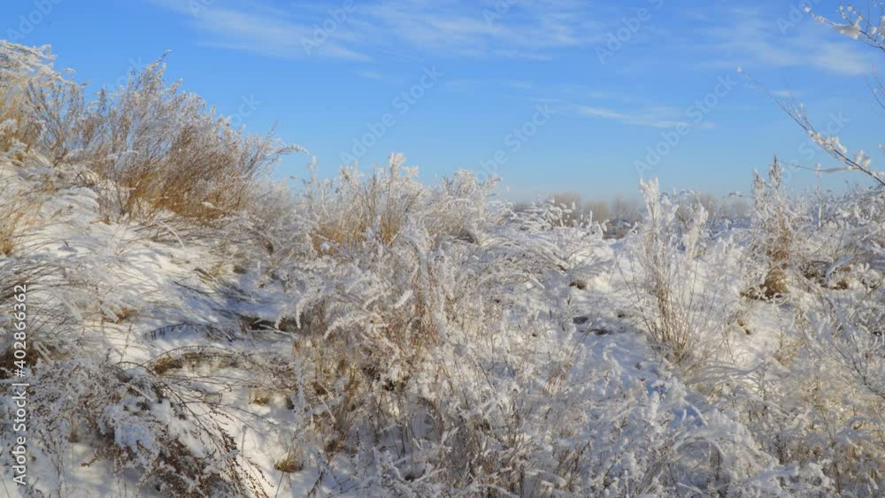 Beautiful dry grass covered with snow in the hoarfrost fluttering in a light breeze against a blue sky Beautiful dry grass covered with snow in the hoarfrost fluttering in a light breeze against a blue sky