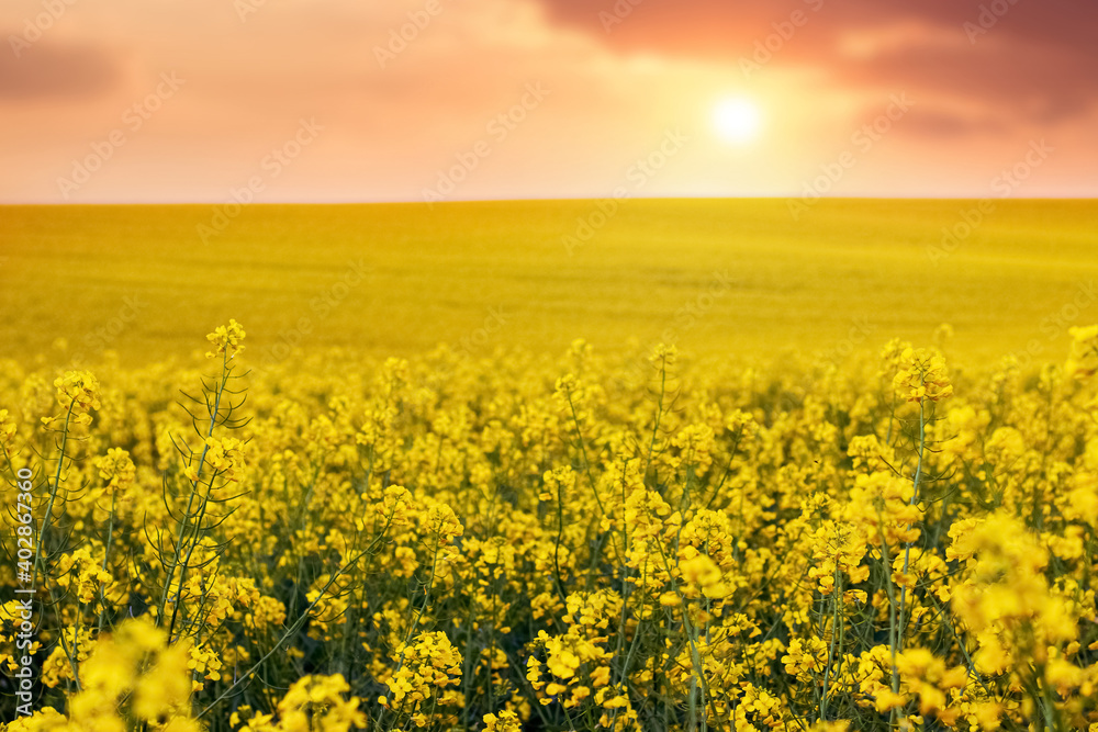 Rapeseed flowering. Field with yellow rapeseed flowers at sunset