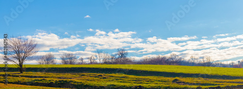 Panorama of a field with green grass in early spring in sunny weather