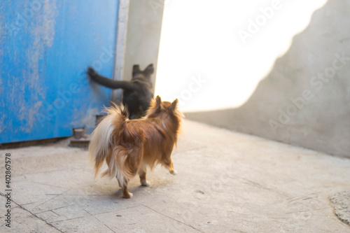 Canvas Print The two dogs run away