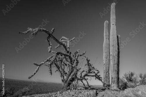 Black and White Desert