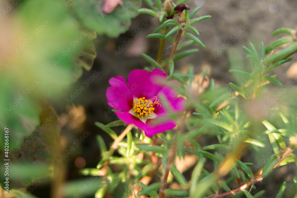 Magenta purslane. Garden beds. Flower garden. Village. garden. Magenta purslane. Garden beds. Flower garden. Village. garden.
