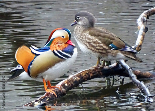 Mandarin Enten Pärchen