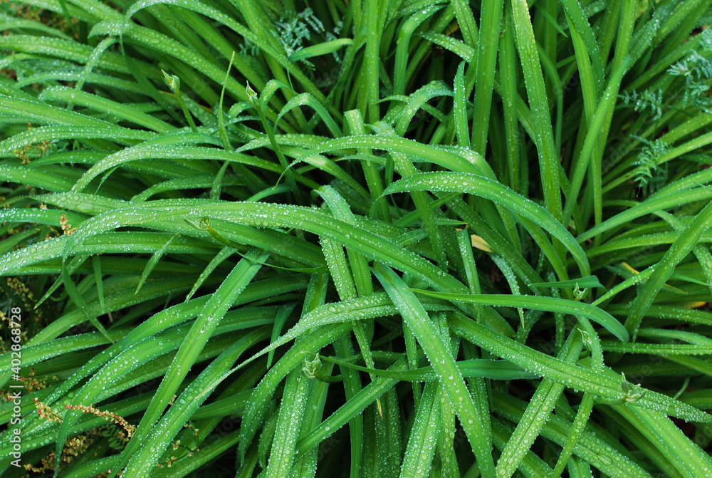 The green leaves of the daylily bush are wet after the rain. Grass in drops of water. The green leaves of the daylily bush are wet after the rain. Grass in drops of water.